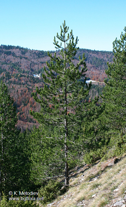 Али ботуш by Teodora - Illustrated by Теодора Босева и Теодора Попова - Ourboox.com