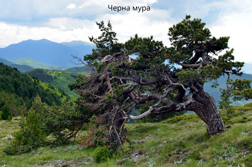 Али ботуш by Teodora - Illustrated by Теодора Босева и Теодора Попова - Ourboox.com