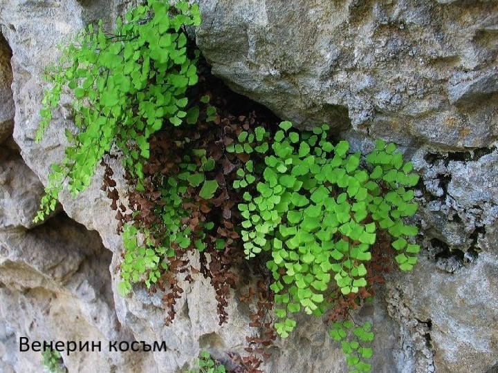 Али ботуш by Teodora - Illustrated by Теодора Босева и Теодора Попова - Ourboox.com