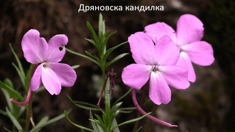 Али ботуш by Teodora - Illustrated by Теодора Босева и Теодора Попова - Ourboox.com