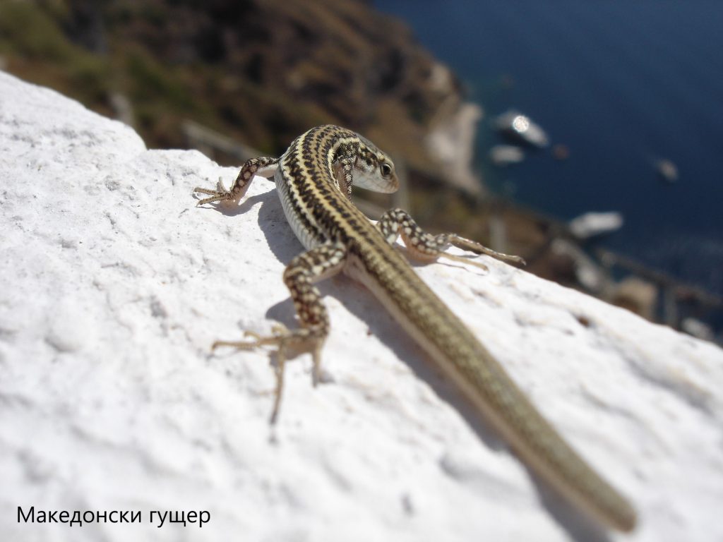 Али ботуш by Teodora - Illustrated by Теодора Босева и Теодора Попова - Ourboox.com