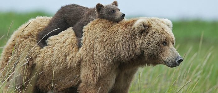 הדובנים by halal - Ourboox.com