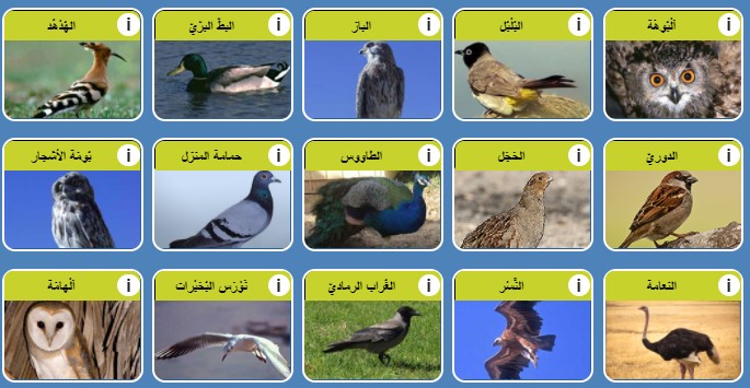 طيور by Faisl el Malahi - Ourboox.com