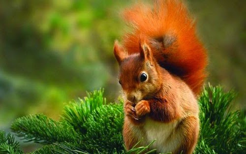 Білочка by Yana - Ourboox.com