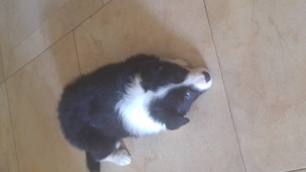 נסיון by hedva telem - Ourboox.com