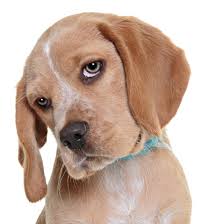 Is It Alive! (SKL1.a, b) by Jessica - Ourboox.com