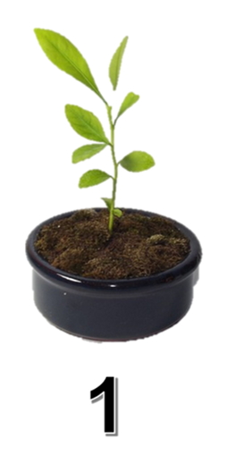 ערלה by chaya - Ourboox.com