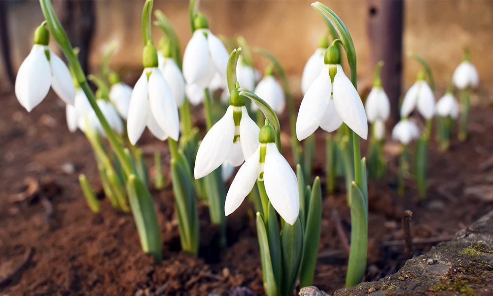 Перші квіти by Sofia - Ourboox.com