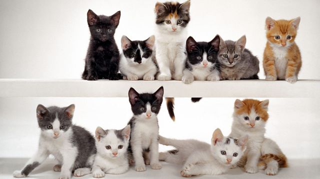 Про кошенят by Nastia - Ourboox.com