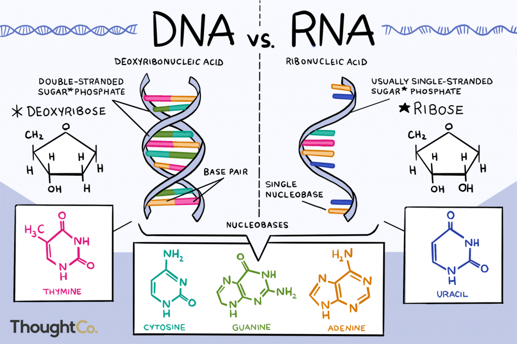 لقاح mRNA by Tasneem - Illustrated by تسنيم حنيني - Ourboox.com