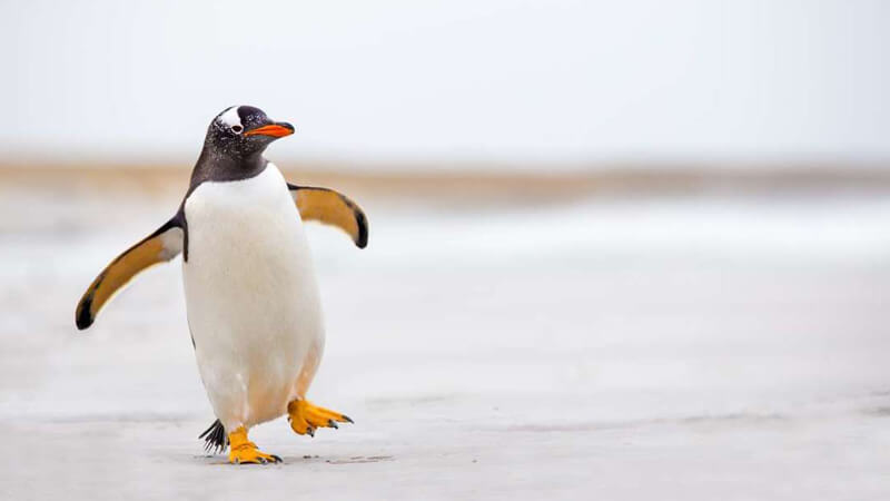 البطريق by Sereenballan - Ourboox.com