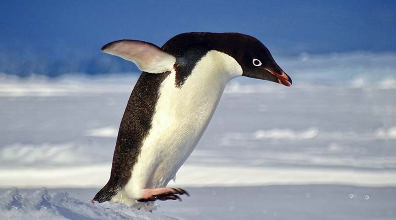 البطريق by Sereenballan - Ourboox.com