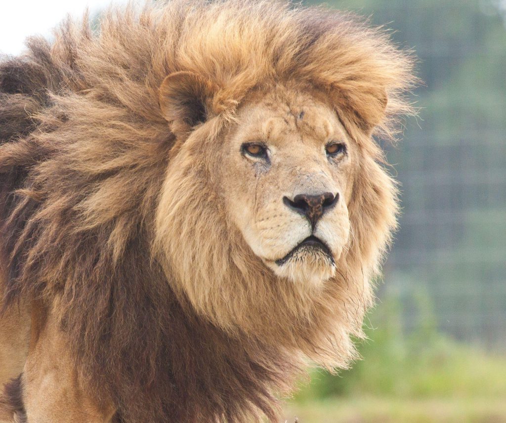 מלך החיות by Nuha attili - Ourboox.com