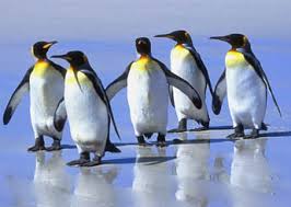 البطريق by Sereenballan - Ourboox.com