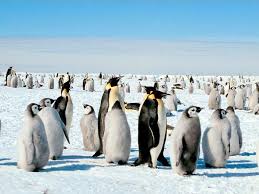 البطريق by Sereenballan - Ourboox.com