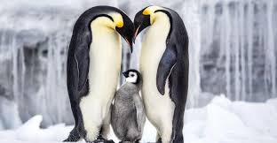 البطريق by Sereenballan - Ourboox.com