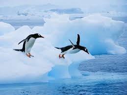 البطريق by Sereenballan - Ourboox.com