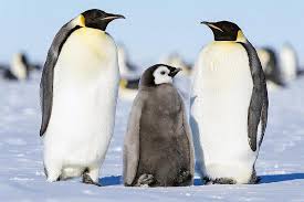 البطريق by Sereenballan - Ourboox.com