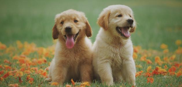 كلب by nawal n assar - Ourboox.com