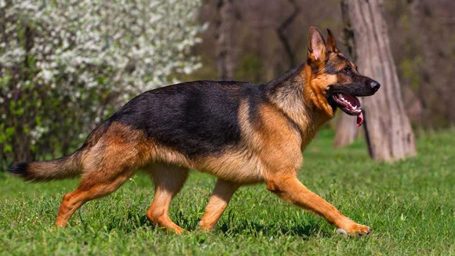 كلب by nawal n assar - Ourboox.com