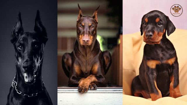 كلب by nawal n assar - Ourboox.com