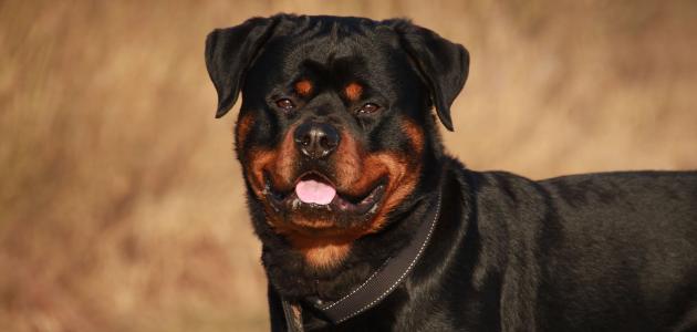 كلب by nawal n assar - Ourboox.com