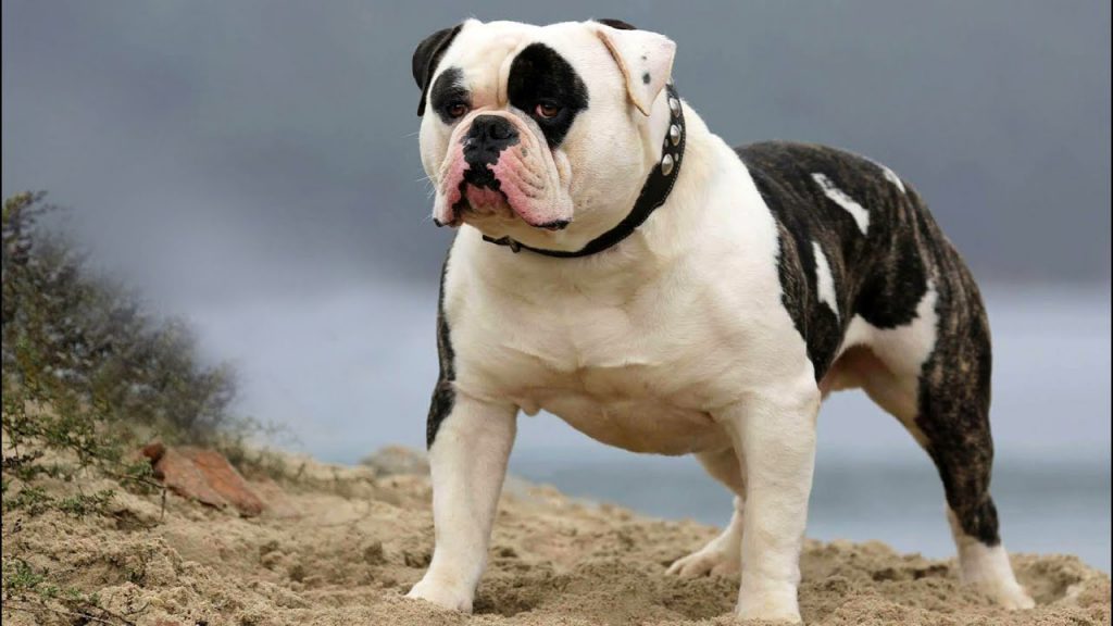 كلب by nawal n assar - Ourboox.com