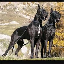 كلب by nawal n assar - Ourboox.com