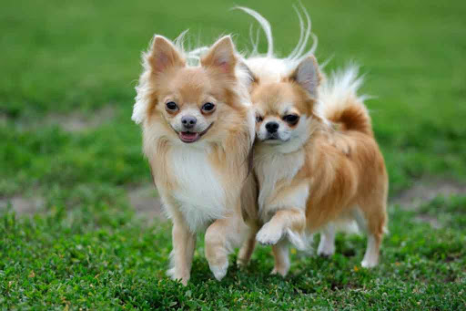 كلب by nawal n assar - Ourboox.com