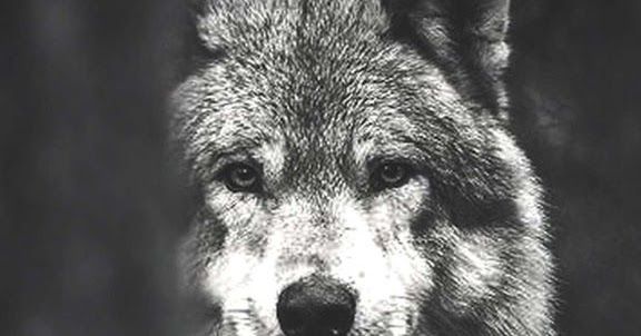 שותפים by SAMERA - Illustrated by סמירה   - Ourboox.com