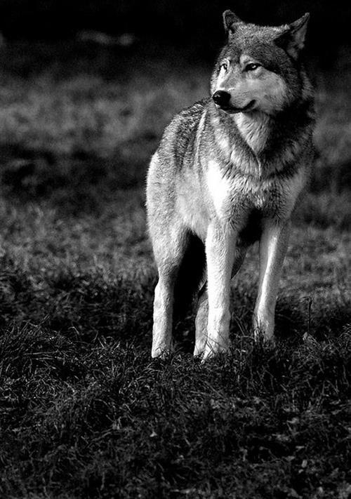 שותפים by SAMERA - Illustrated by סמירה - Ourboox.com