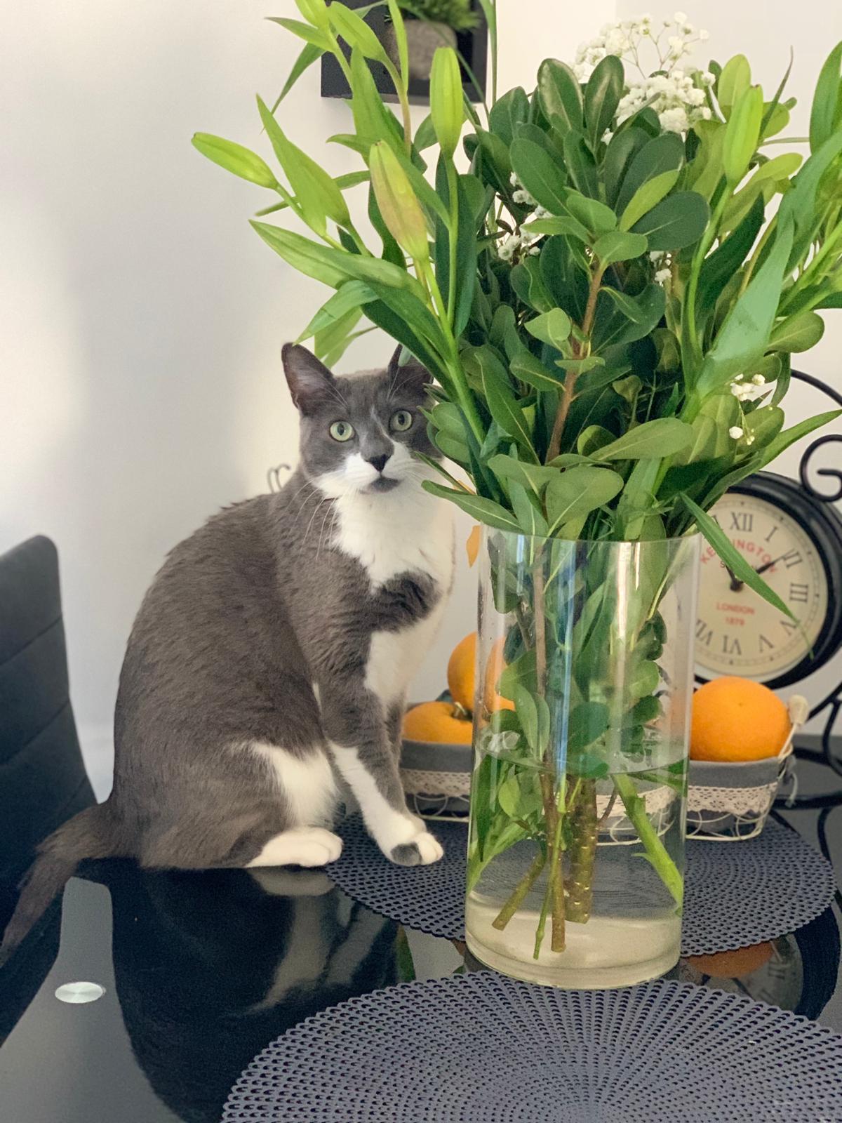 אז נתחיל מהחתול, הוא בן 2-3