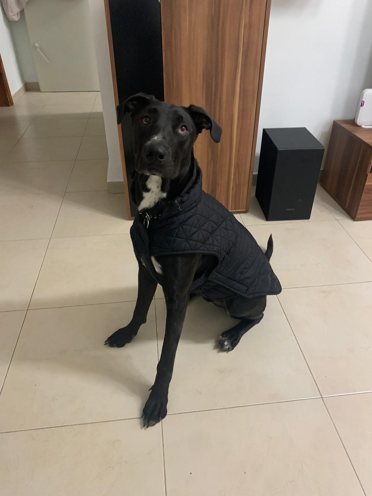 כלב של בת דודי...