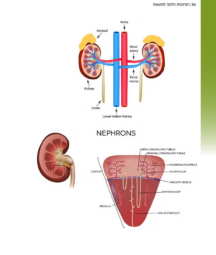 תרופות הלכה למעשה – מדריך תרופות מקצועי לסטודנטים מתמחים ולסגל סיעודי ורפואי by ELAZAR - Illustrated by אלעזר ויטנברג - Ourboox.com