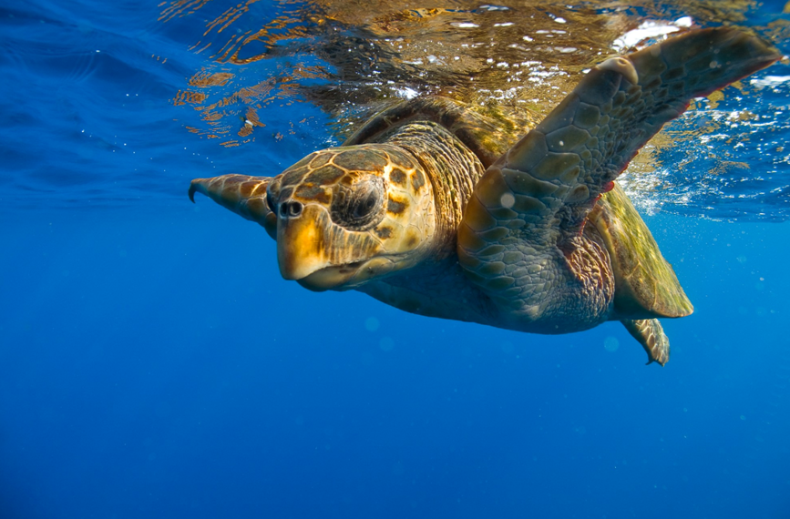 Erasmus Online by Artem - Ourboox.com