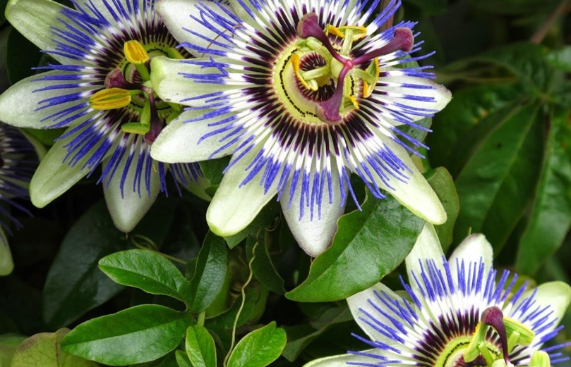 Erasmus Online by Artem - Ourboox.com