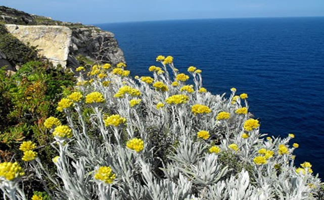 Erasmus Online by Artem - Ourboox.com