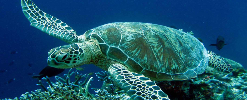 Erasmus Online by Artem - Ourboox.com