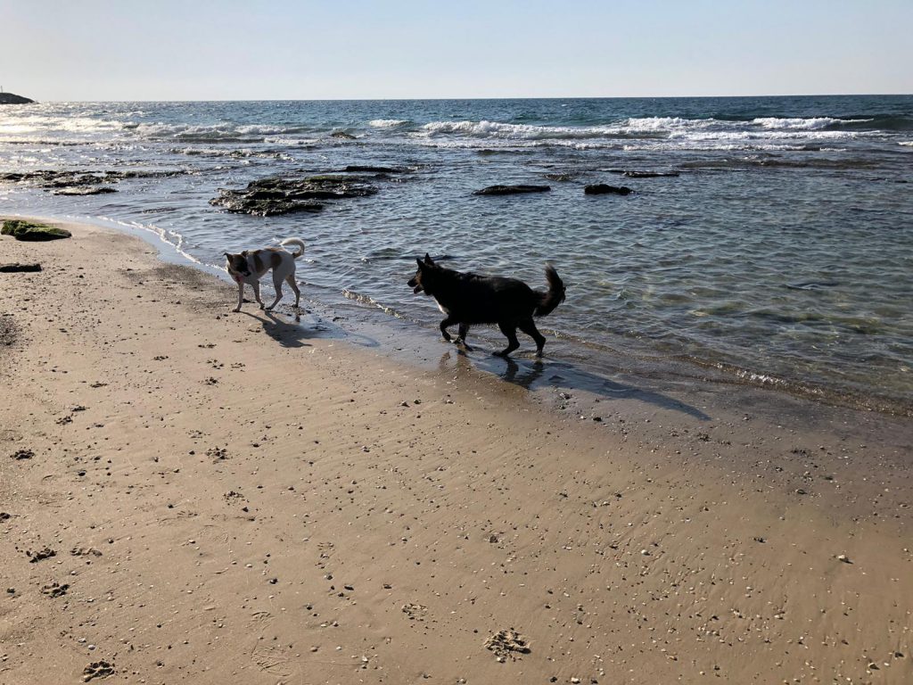 honors journal – Itay Leshem by Itay leshem - Ourboox.com