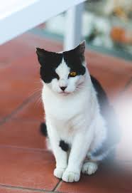 Mystery in the village by emilie - Ourboox.com