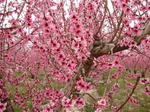 פריחת השקד האהובה עלי