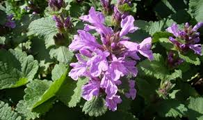 ספר המתכונים של קהילת אשבל 2021 by niva shoat - Ourboox.com