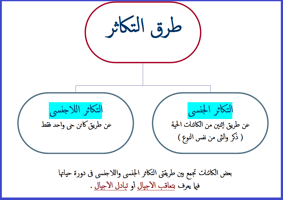 مشروع الخلية by mais - Illustrated by ميس ياسين,محمد عرابي,ملاك حمود - Ourboox.com