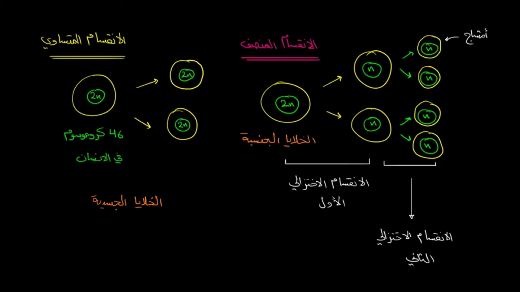 مشروع الخلية by mais - Illustrated by ميس ياسين,محمد عرابي,ملاك حمود - Ourboox.com