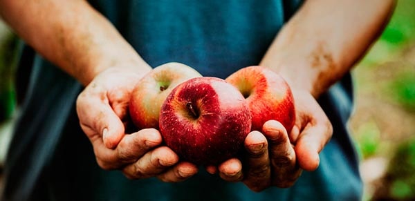 התפוח האדום by lama nakhash - Ourboox.com