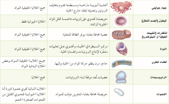 أحدد كل من التراكيب الموجودة في الخلية مريم بنت علي by maryam ali - Ourboox.com