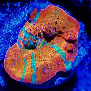 IMAGES FROM THE WORLD PEOPLE by RANIN HALLOUN - Ourboox.com