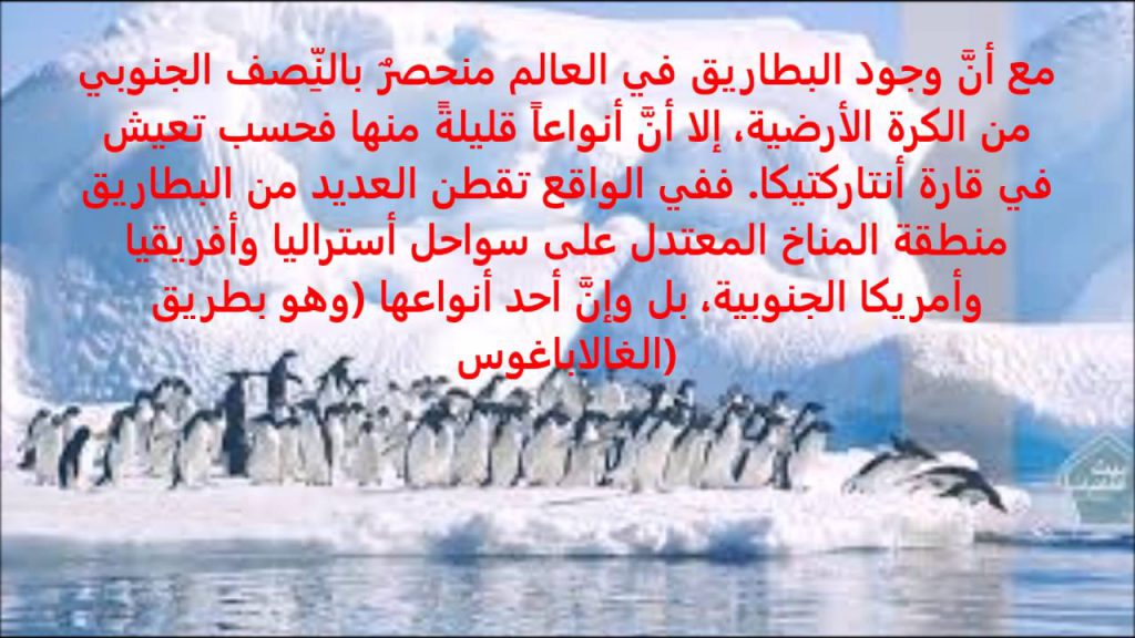 نزهة مع حيواني المفضل by Shahinda Ibrahim - Ourboox.com