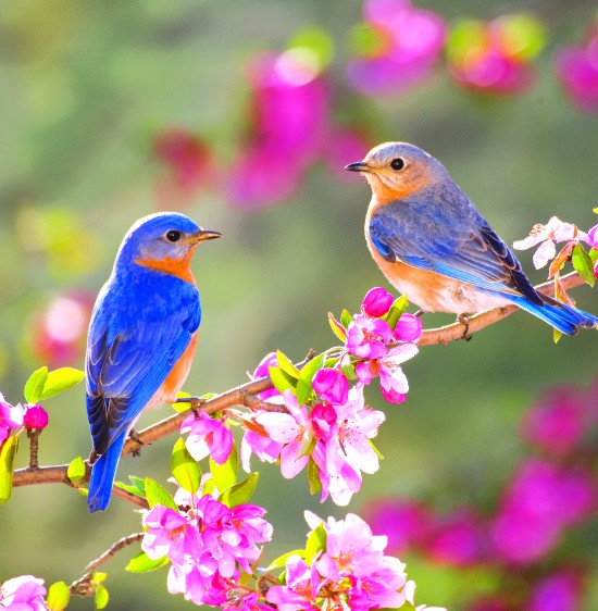 primavera by Francesca Bove - Illustrated by francesca - Ourboox.com