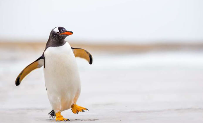 نزهة مع حيواني المفضل by Shahinda Ibrahim - Ourboox.com